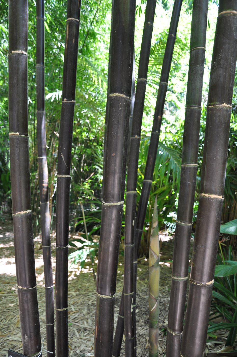 Bambusa Lako Timor Black Bamboo Land Nursery Qld Australia 