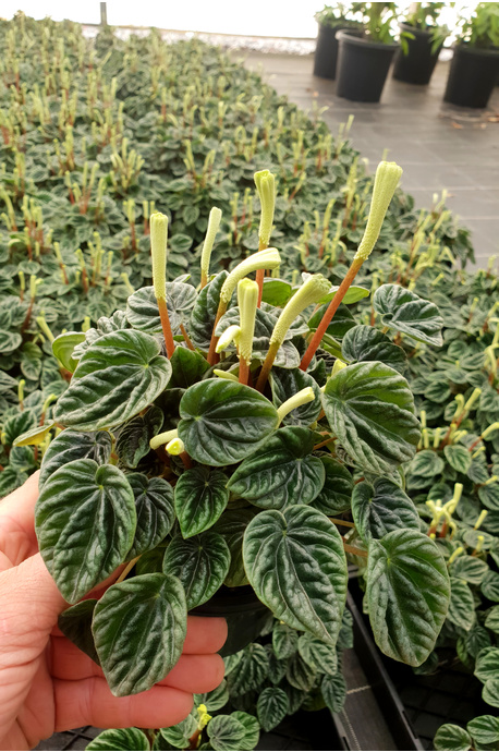 Peperomia Caperata Emerald Ripple