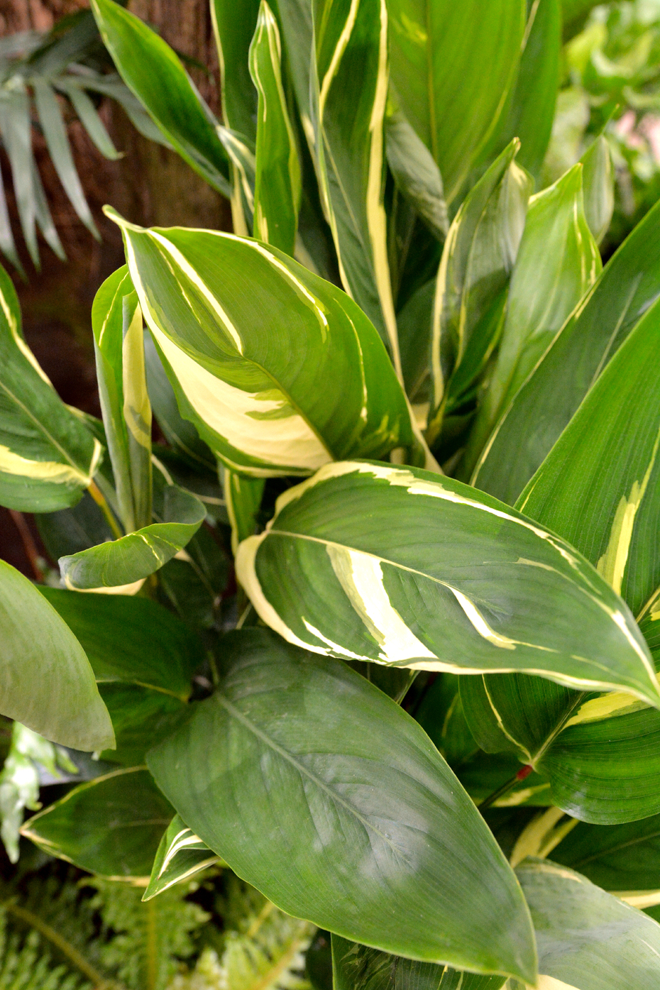 maranta-arundinacea-variegata