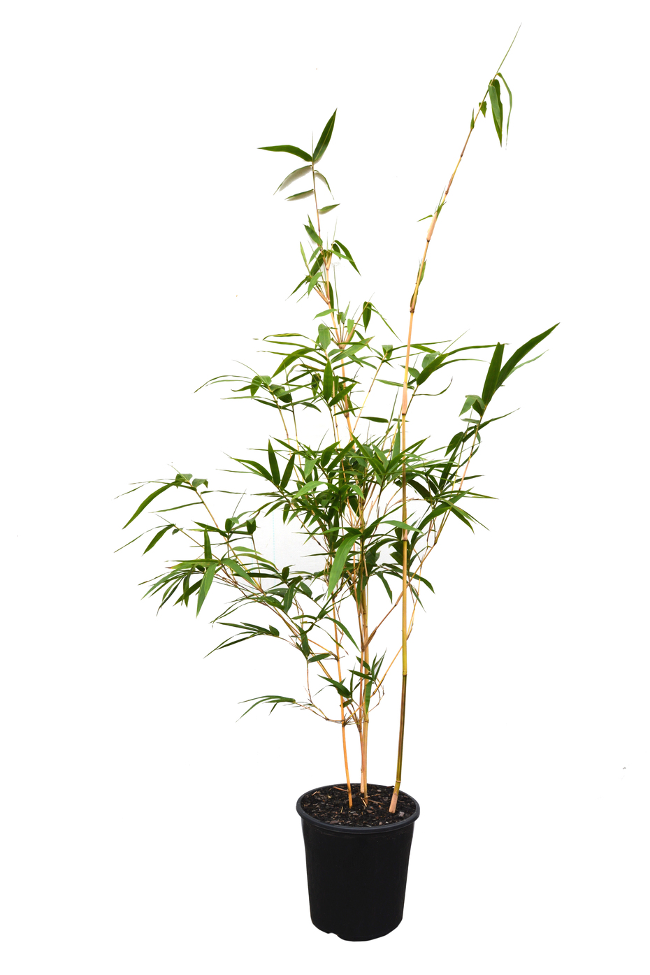 Bambusa eutuldoides 'Viridi Vittata' (China Gold) | Bamboo Land Nursery ...