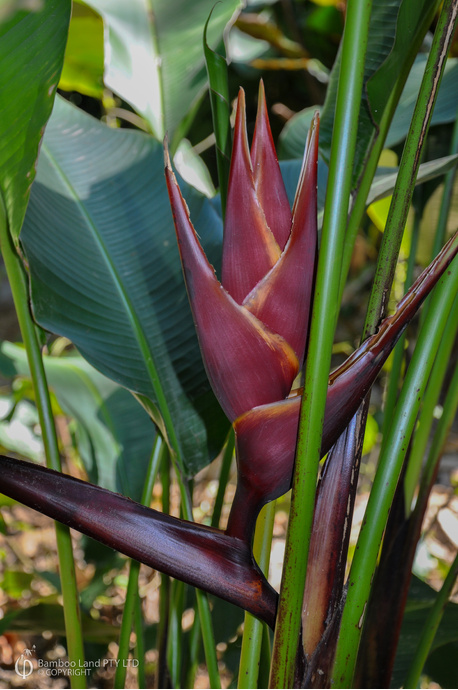 Heliconia bihai 'Chocolate Dancer'