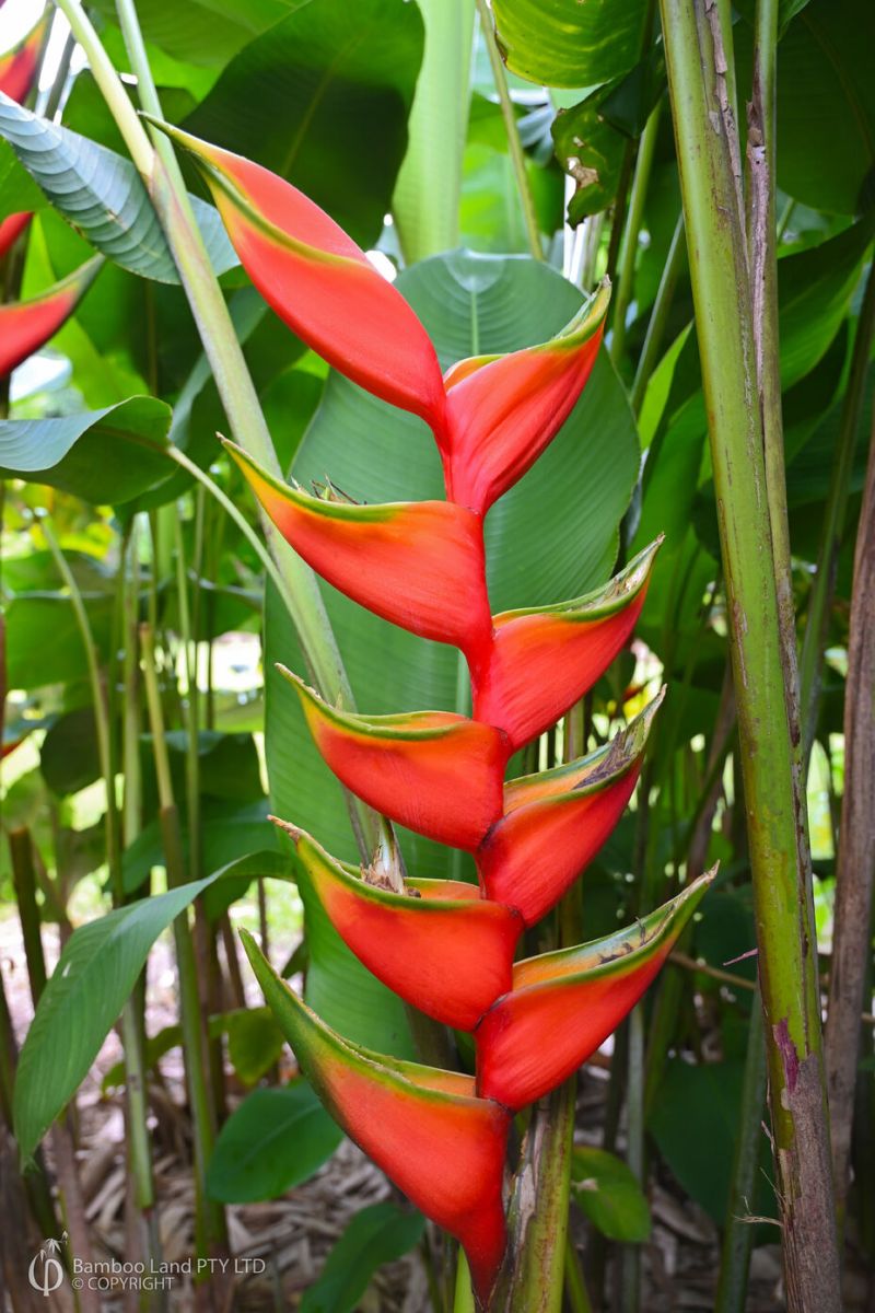 Heliconia bihai 'Hong Kong Claw'