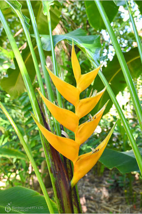 Heliconia bihai 'Yellow Dancer'