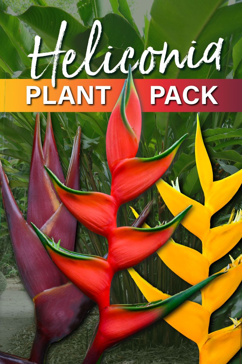 Heliconia plant pack - Bihai Collection - 6 pack