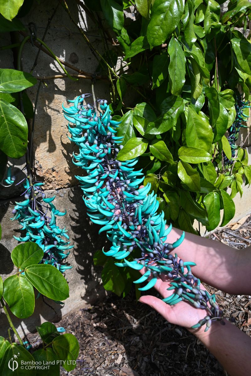 Strongylodon macrobotrys (Jade Vine)