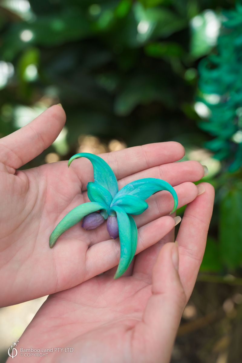 Strongylodon macrobotrys (Jade Vine)