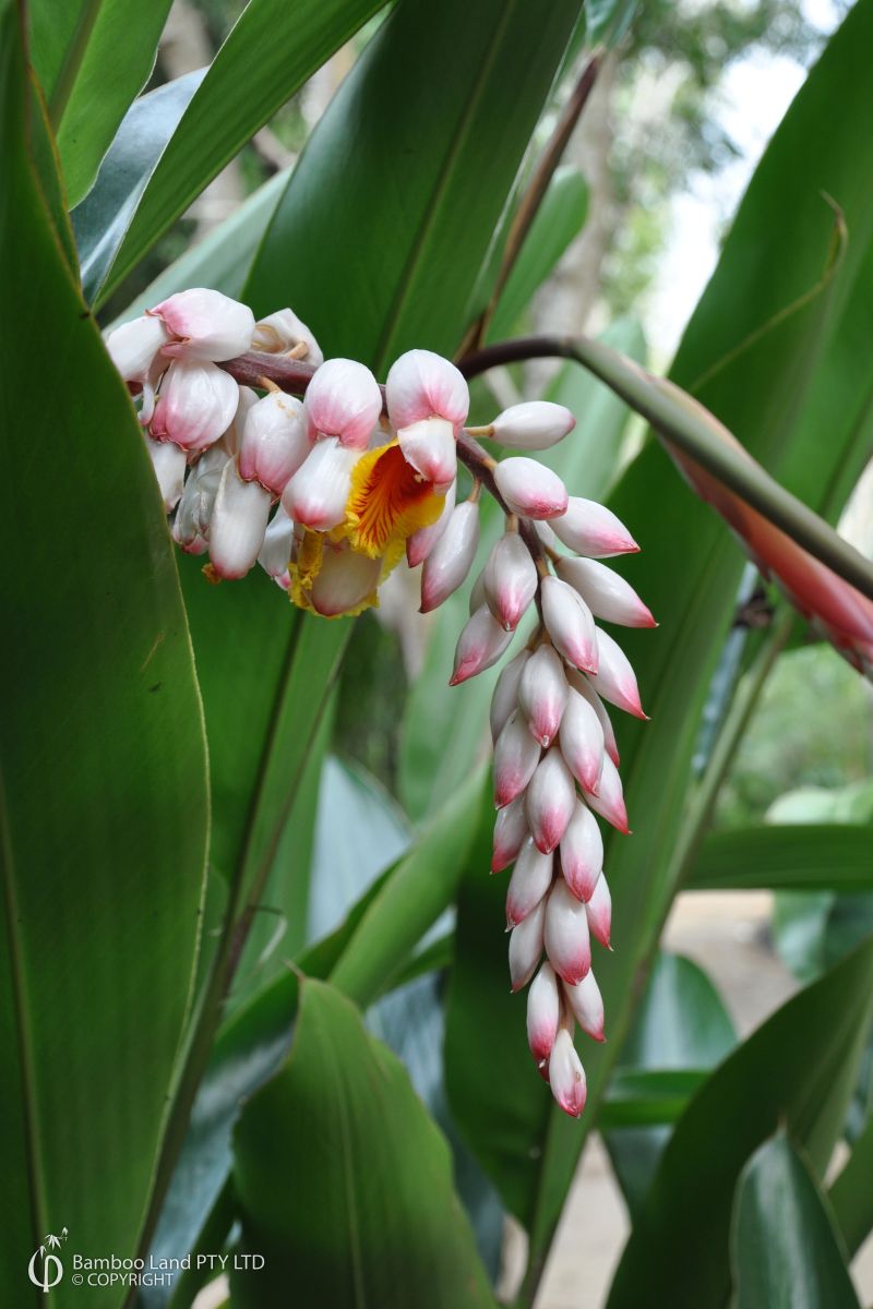 Alpinia zerumbet (Green Shell Ginger) blooming at Bamboo Land