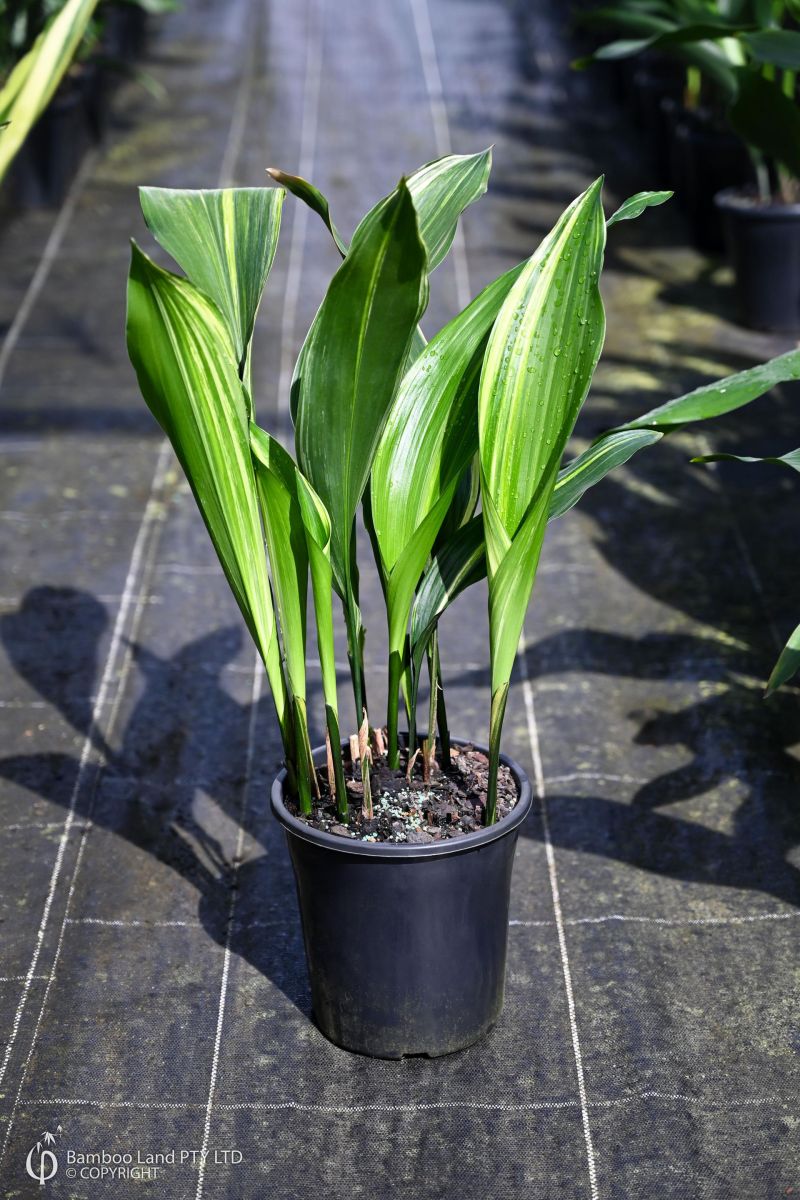 Aspidistra elatior (Variegated Cast Iron Plant)