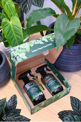 Rocky Point - Indoor Plant Care Pack