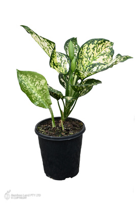 Aglaonema 'Eileen' - 125mm pot