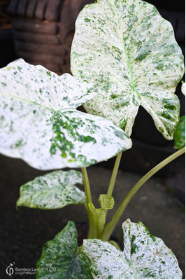 Alocasia macrorrhizos 'Splash'