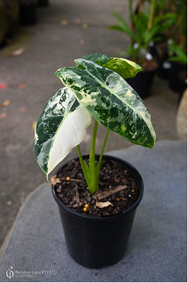 Alocasia micholitziana 'Frydek Variegata'