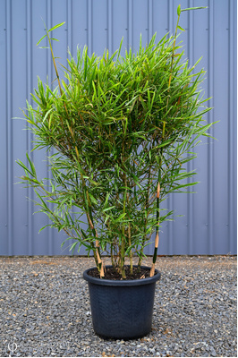 Bambusa heterostachya 'Variegata' (Variegated Malay Dwarf) - 400mm pot