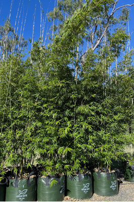 Bambusa textilis var. Gracilis (Slender Weaver Bamboo) - 200 litre bag