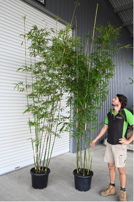 Bambusa textilis var. Gracilis (Slender Weaver Bamboo) - 400mm pot