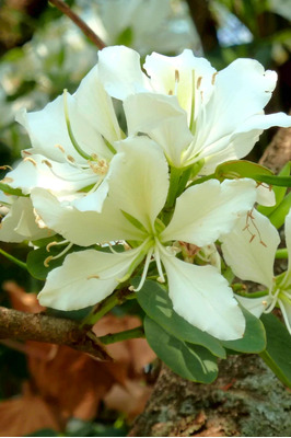 Bauhinia variegata 'Alba' (White Orchid Tree) - 2 litre pot