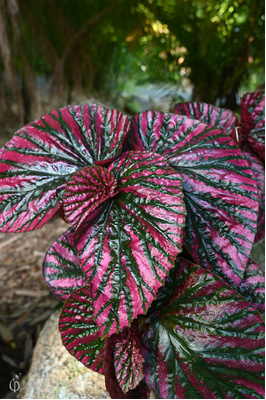 Begonia brevirimosa (Begonia Exotica)