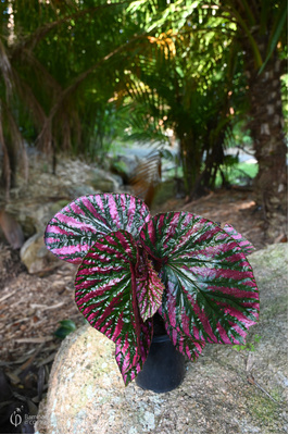 Begonia brevirimosa (Begonia Exotica) - 125mm pot