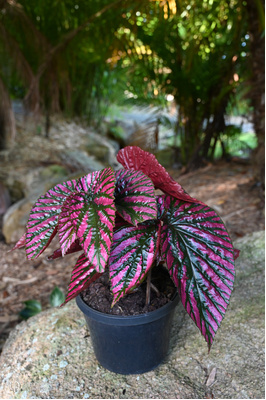 Begonia brevirimosa (Begonia Exotica) - 180mm pot