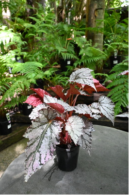 Begonia rex 'Silver White' - 125mm pot