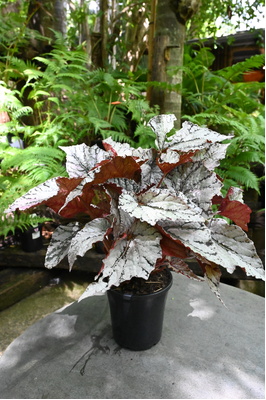 Begonia rex 'Silver White' - 180mm pot