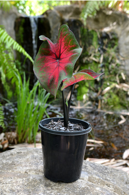 Caladium bicolor 'Black Stem Red Heart' - 125mm pot