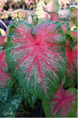 Caladium bicolor 'Bombshell'