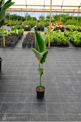 Calathea crotalifera (Red Rattleshaker) - 180mm pot