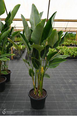 Calathea crotalifera (Red Rattleshaker) - 400mm pot