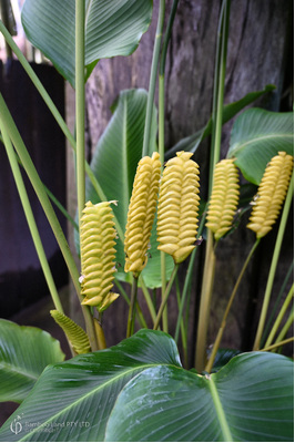 Calathea crotalifera (Yellow Rattleshaker)