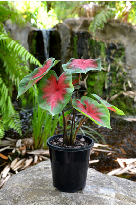 Caladium bicolor 'Florida Cardinal' - 125mm pot