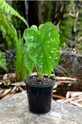 Caladium bicolor 'Florida Clown'