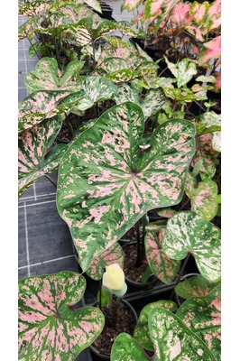 Caladium bicolor 'Florida Elise'