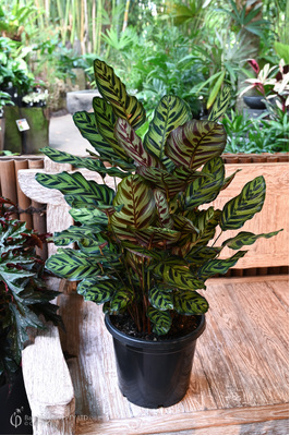 Calathea makoyana - 300mm pot