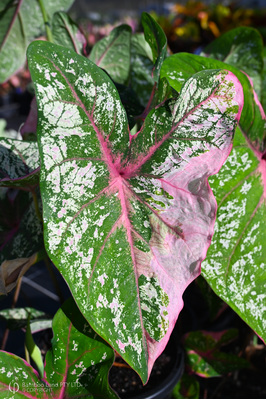 Caladium bicolor 'Variegated Pink Princess' - 125mm pot