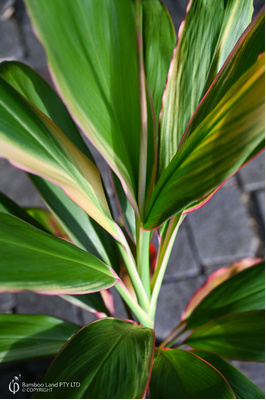 Cordyline fruticosa 'Alba Rosea'