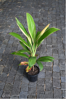 Cordyline fruticosa 'Alba Rosea' - 180mm pot