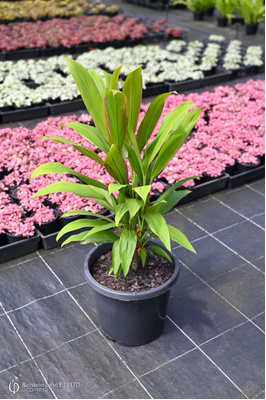 Cordyline fruticosa 'Alba Rosea' - 300mm pot