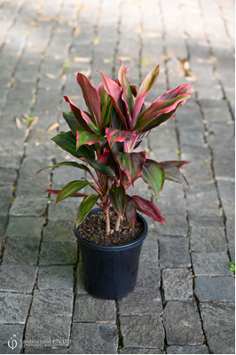 Cordyline fruticosa 'I'm Blushing' - 180mm pot