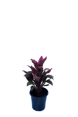 Cordyline fruticosa 'Mini Pink Special' - 125mm pot