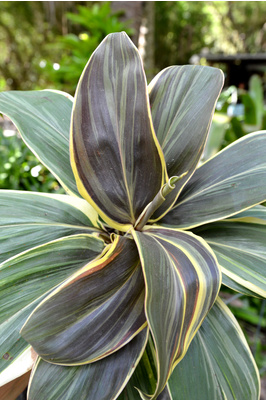 Cordyline fruticosa 'Miss Andrea' - 300mm pot