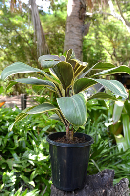 Cordyline fruticosa 'Miss Andrea' - 125mm pot