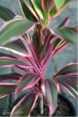 Cordyline fruticosa 'Rosa'