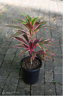 Cordyline fruticosa 'Rosa' - 180mm pot