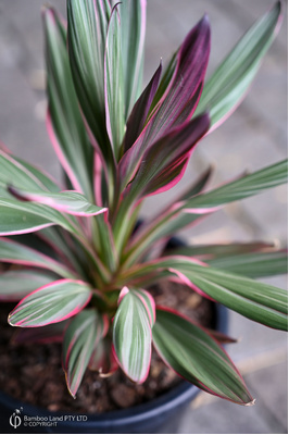 Cordyline glauca 'Pink Joy'