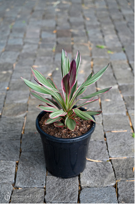 Cordyline glauca 'Pink Joy' - 180mm pot