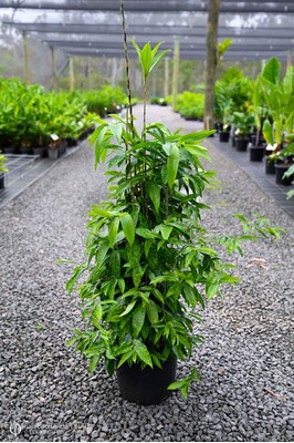 Dracaena surculosa punctulata 'Sierra Leone' - 300mm pot