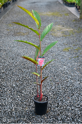 Etlingera elatior 'James Red' - 180mm pot