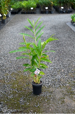 Etlingera elatior 'Thai White' - 180mm pot