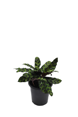 Goeppertia insignis (Rattlesnake Plant) - 125mm pot